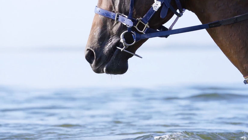 Annabel Neasham Racing